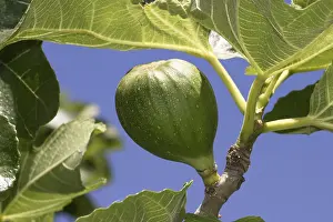 Outdoor Plants Drucke: Fig on a fig tree