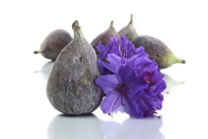 Fruit Blossom Photography Drucke: Fig with a flower