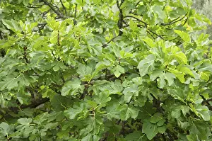 Common Fig Drucke: Fig tree, Common fig, Fig, Tooth fig tree