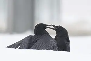 Wildlife Germany Images Drucke: Two fighting crows (Corvus corone) in the snow