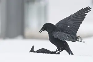 Zwei kämpfende Krähen (Corvus corone) im Schnee.