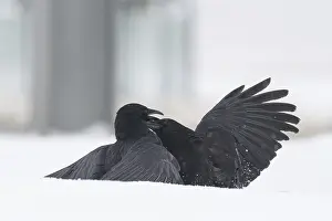 Winter Wildlife Photography Europe Drucke: Two fighting crows (Corvus corone) in the snow