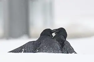 Wildlife Germany Hesse Drucke: Two fighting crows (Corvus corone) in the snow