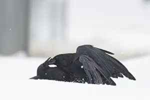 Wildlife In Hesse Germany Drucke: Two fighting crows (Corvus corone) in the snow