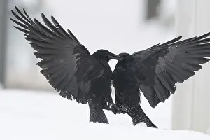Deserted Snow Landscape Drucke: Two fighting crows (Corvus corone) in the snow