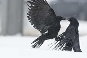 Wild Animal Behavior Germany Drucke: Two fighting crows (Corvus corone) in the snow