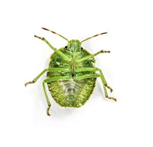 Green Shield Bug Drucke: Final-stage nymph of a Green Shield bug, insect