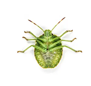 Beetle Detail View Drucke: Final-stage nymph of a Green Shield bug, insect