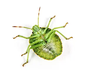 Wild Animal Details Drucke: Final-stage nymph of a Green Shield bug, insect