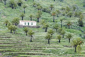 Botany In Southern Europe Drucke: Finca and palm trees, terraced fields