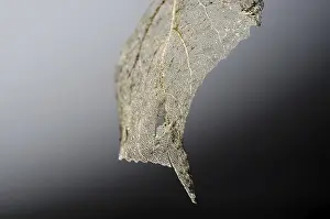Close Up Nature Images Drucke: Fine Details of a Leaf Skeleton