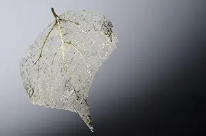 Deserted Landscape Images Drucke: Fine Details of a Skeleton Leaf