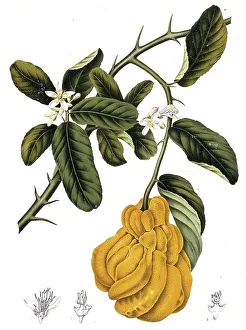 Citrus Medica Var Sarcodactylis Drucke: Or the fingered lemon
