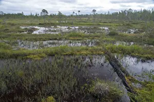 Wetland Biotope Images Drucke: Finland, bow, countries, detail