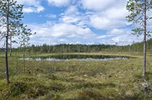 Finland Landscape Drucke: Finland, bow, countries, detail