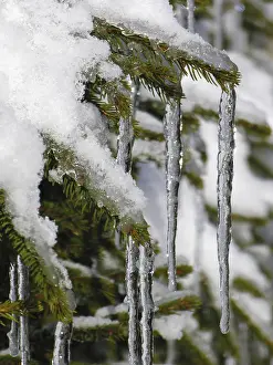 Winter Nature Photography Drucke: Fir branches with snow and icicles