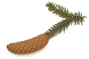 Botany Plant Details Drucke: Fir cone