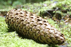 Nature Macro Shots Drucke: Fir cone on the forest ground