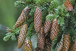 Open Air Plant Shots Drucke: Fir cones