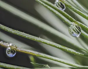 Southern Germany Waterfront Scene Drucke: Fir needle with water drop and reflection