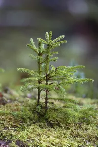 Coniferous Tree Drucke: Fir seedling