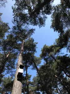 Germany Nature Scene Drucke: Fir tree