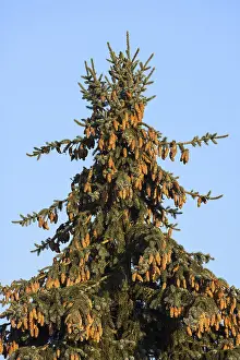 No People Outdoor Scene Drucke: Fir tree (Abies) with cone in evening light