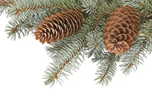 Clear Copy Space For Text Drucke: Fir tree branches with pinecones on white background