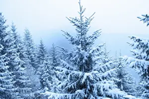 Coniferous Tree In Winter Drucke: Fir tree in heavy snowfall inside winter forest