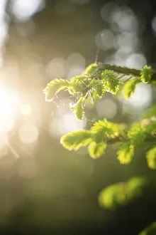 Southern Germany Trees Drucke: Fir tree in the sunlight, Black Forest