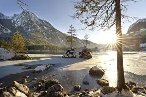 Frozen Mountain Lake Drucke: Two fir trees on fields in the icy Hintersee at sunset
