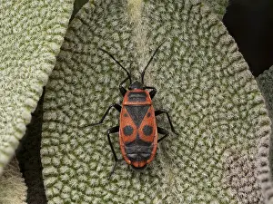 Red Coloured Fauna Drucke: Fire bug (Pyrrhocoris apterus)