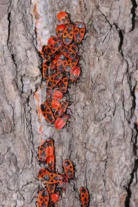 True Bug Insect Drucke: Fire bugs