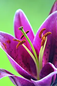 Orange Blossom Flower Drucke: Fire Lily