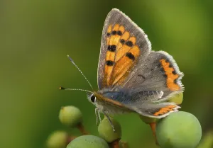 Bilder Datiert 15. August 2024: Fire moth print