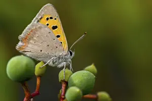 Bilder Datiert 15. August 2024: Fire moth print
