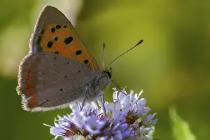 Bilder Datiert 15. August 2024: Fire moth print lycaena phlaeas