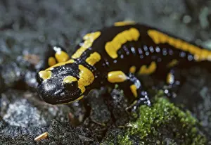 True Salamander Species Drucke: Fire salamanders, fire salamanders
