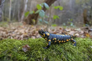 Amphibian Photography Drucke: Fire salamanders, fire salamanders