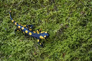 Animals In The Wild Drucke: Fire salamanders, fire salamanders