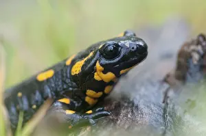Verwandte Bilder Drucke: Feuersalamander, Feuersalamander.