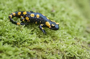 Wild Animals In Natural Environment Drucke: Fire salamanders, fire salamanders