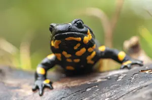 Amphibian Photography Drucke: Fire salamanders, fire salamanders