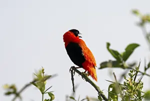 Drucke von Feuerwebervogel (Euplectes franciscanus), roter Vogel auf einem Ast, Nationalpark Murchison-Fälle, Westregion, Uganda Verwandte Bilder Drucke: Flammenweber (Euplectes franciscanus)