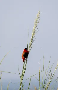 Drucke von Feuerwebervogel (Euplectes franciscanus), roter Vogel auf einem Grashalm, Murchison-Fälle-Nationalpark, Westregion, Uganda Verwandte Bilder Drucke: Feuerwebervogel (Euplectes franciscanus)