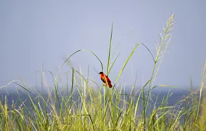 Murchison Falls National Park Drucke: Fire weaver (Euplectes franciscanus)