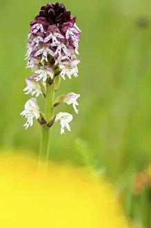Scandinavian Nature Photography Drucke: Fireboywort, Neotinea Ustulata