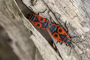 Orange Coloured Insect Drucke: Firebug, common fire bug, Pyrrhocoris apterus