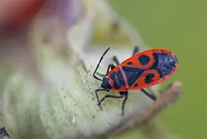 Animal Representation Image Drucke: Firebug, common fire bug, Pyrrhocoris apterus