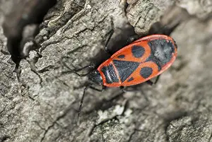 Pterygote Insect Pictures Drucke: Firebug, common fire bug, Pyrrhocoris apterus